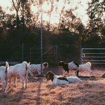 Uni Goats